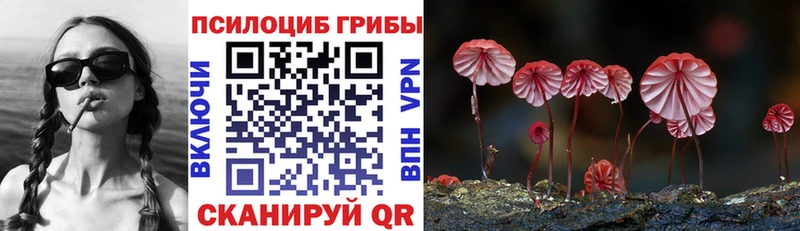 Псилоцибиновые грибы Psilocybe  Пионерский 